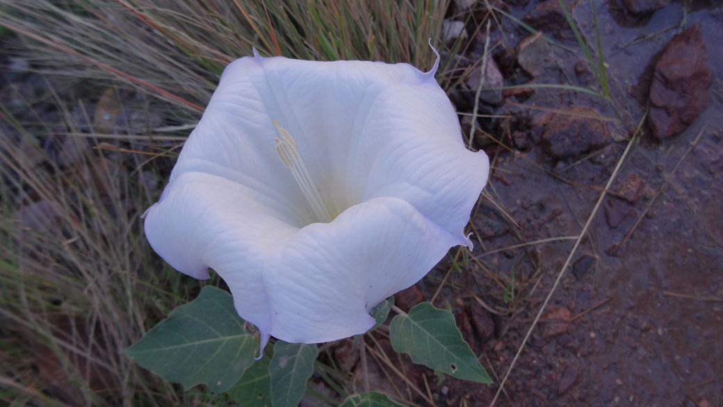 Moonflower – Datura Inoxia