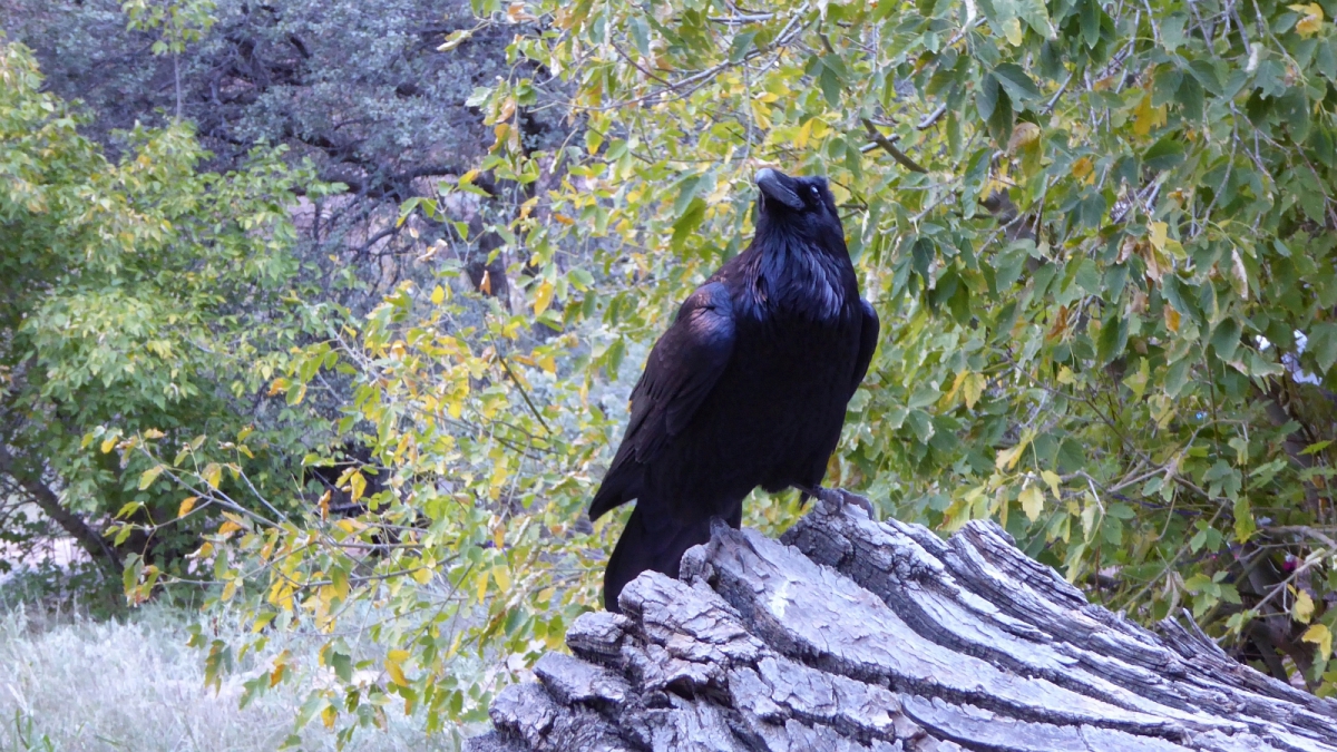Cottonwood Campground – Grand Canyon National Park – Arizona