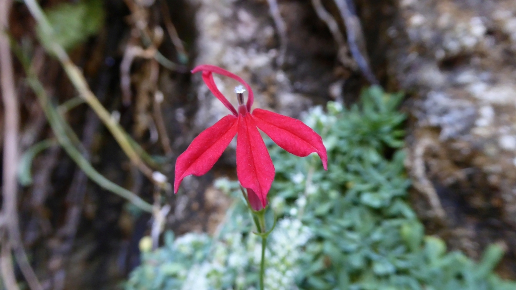 Cardinal Flower - Lobelia Cardinalis