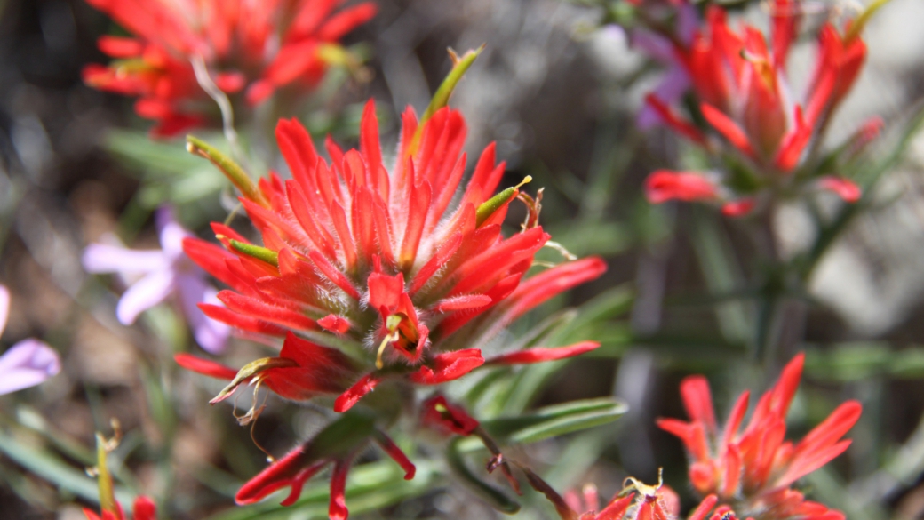 Desert Indian Paintbrush – Castilleja Chromosa