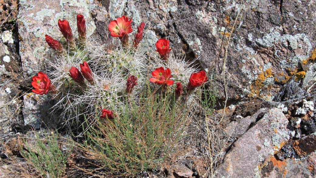 Echinocereus Triglochidiatus