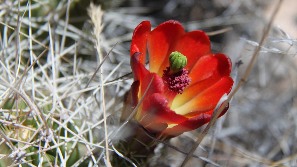 Echinocereus Triglochidiatus