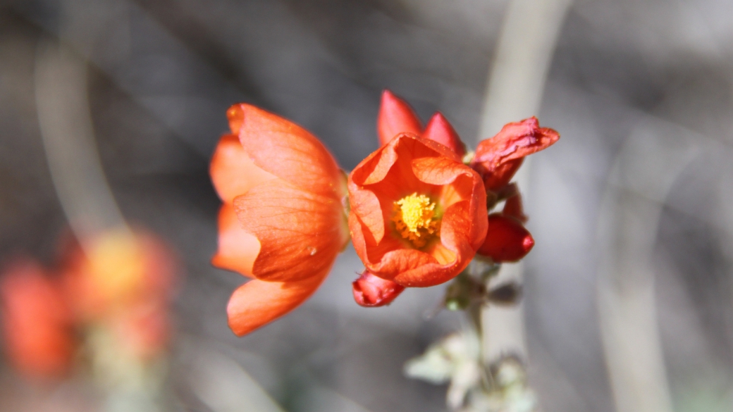 Scarlet Globemallow – Sphaeralcea Coccinea