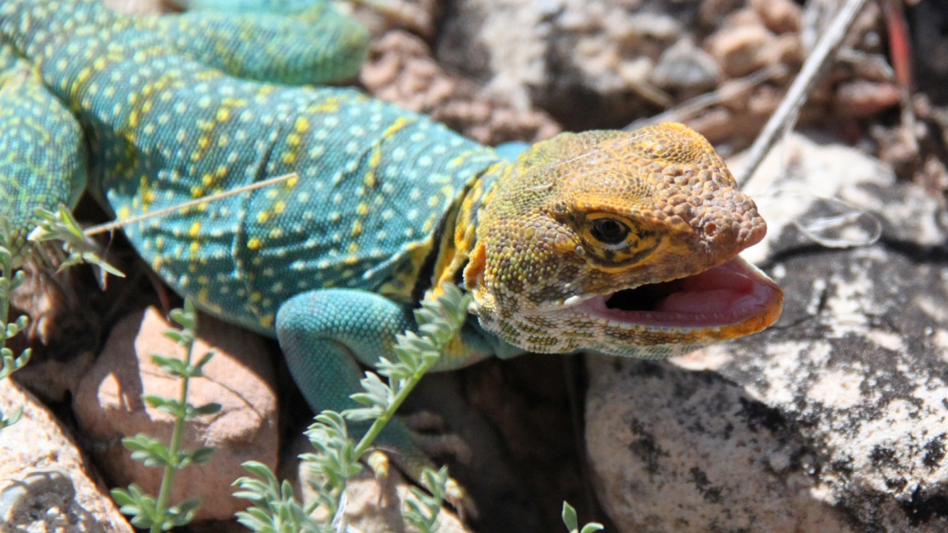 Eastern Collared Lizard - Crotaphytus Collaris