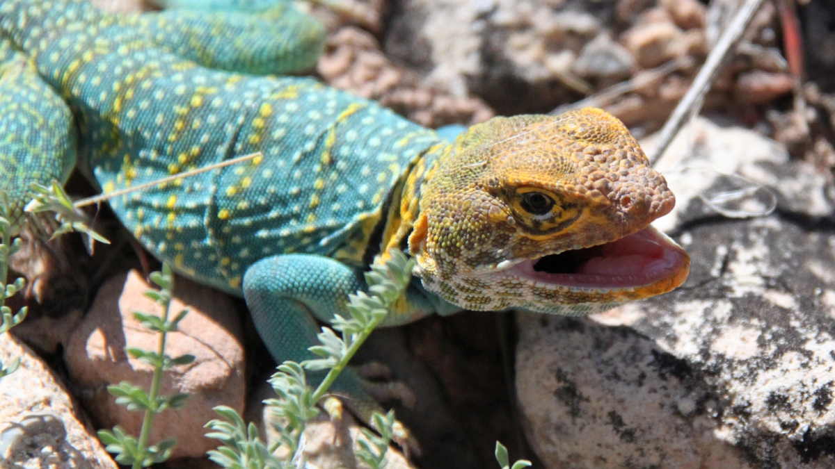 Eastern Collared Lizard (male) – Crotaphytus Collaris