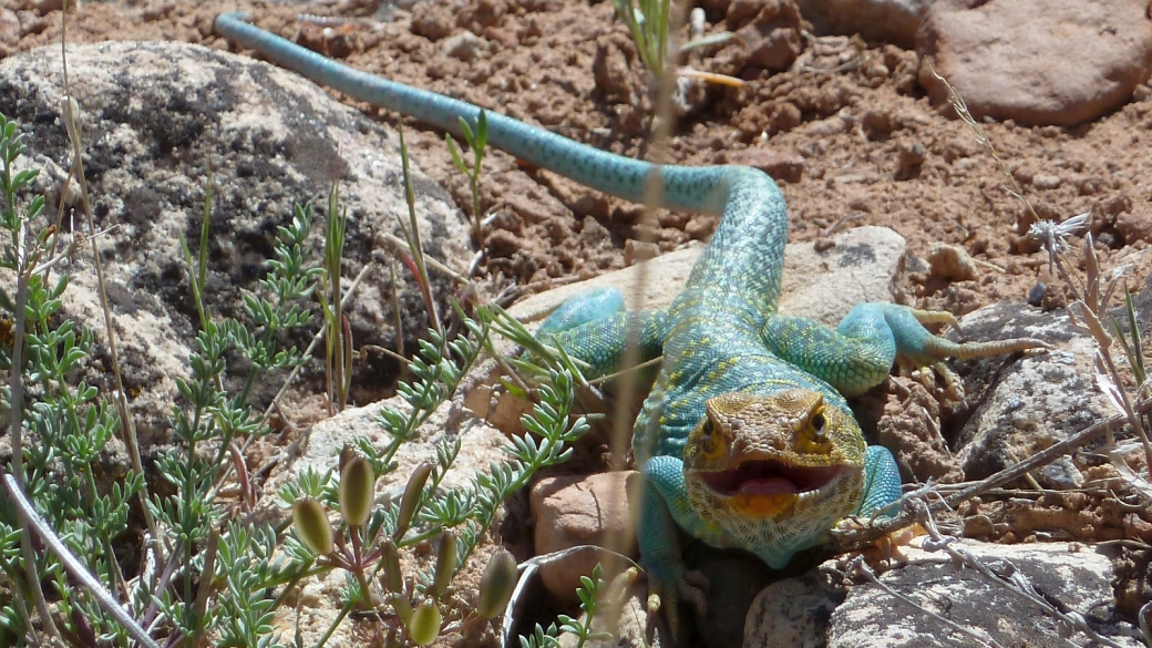 Eastern Collared Lizard - Crotaphytus Collaris