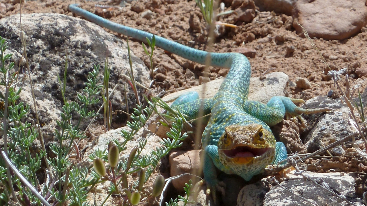 Eastern Collared Lizard (male) – Crotaphytus Collaris