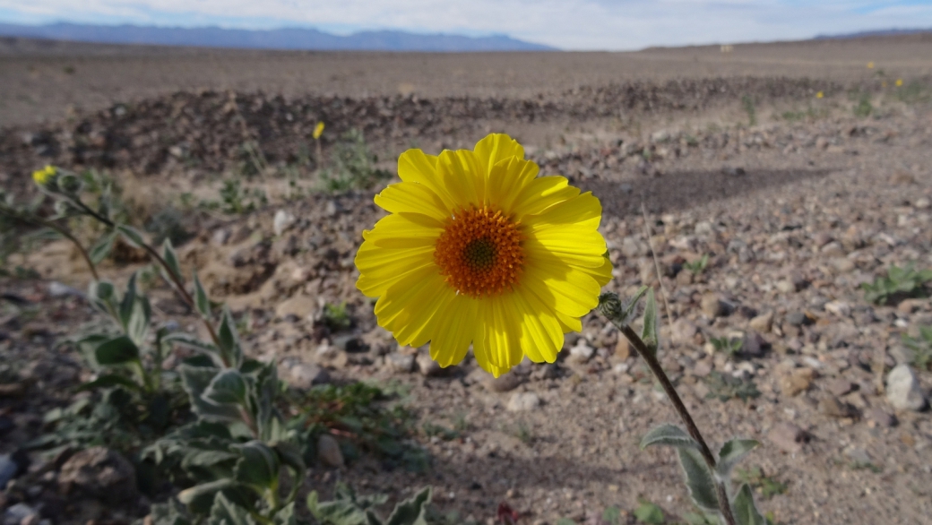 Desert Gold - Geraea Canescens