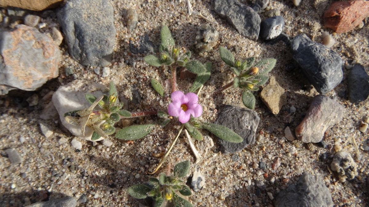 Purple Mat – Nama Demissum