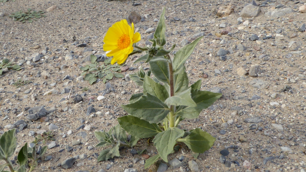 Desert Gold - Geraea Canescens