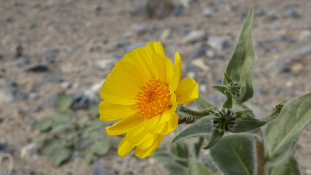 Desert Gold - Geraea Canescens