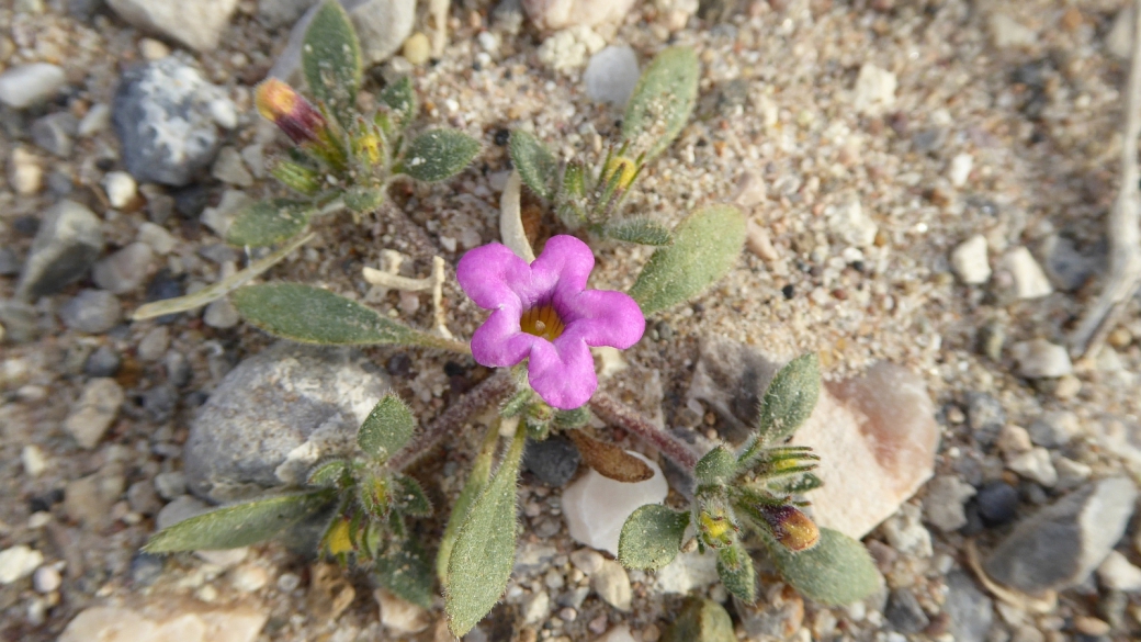 Purple Mat - Nama Demissum