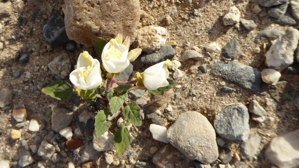 Booth’s Evening Primrose – Camissonia Boothii