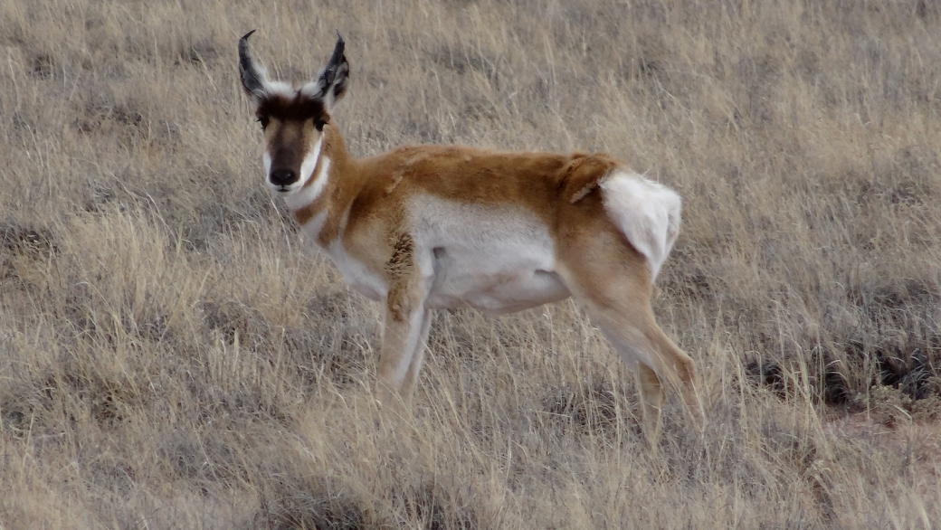 Pronghorn ou Antilocapra Americana, croisé sur le bord de la route à Petrified Forest National Park, Arizona.