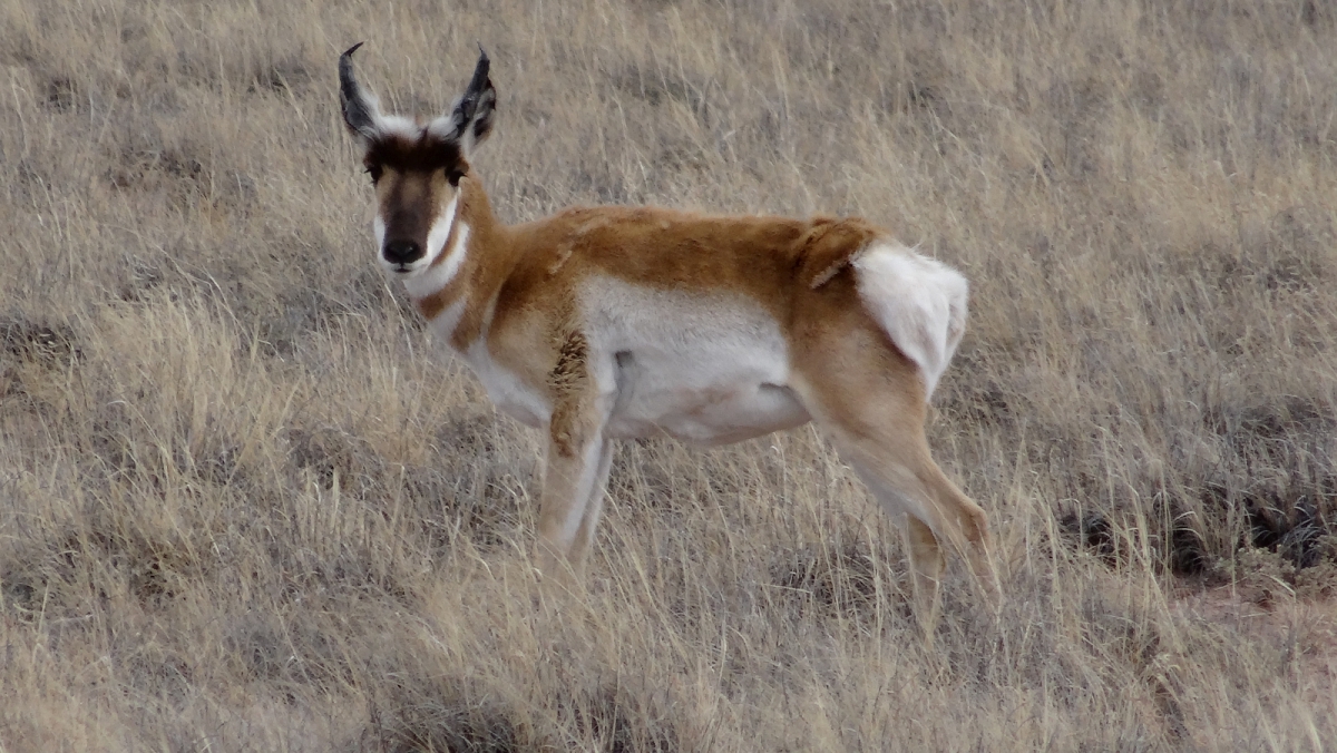 Pronghorn – Antilocapra Americana