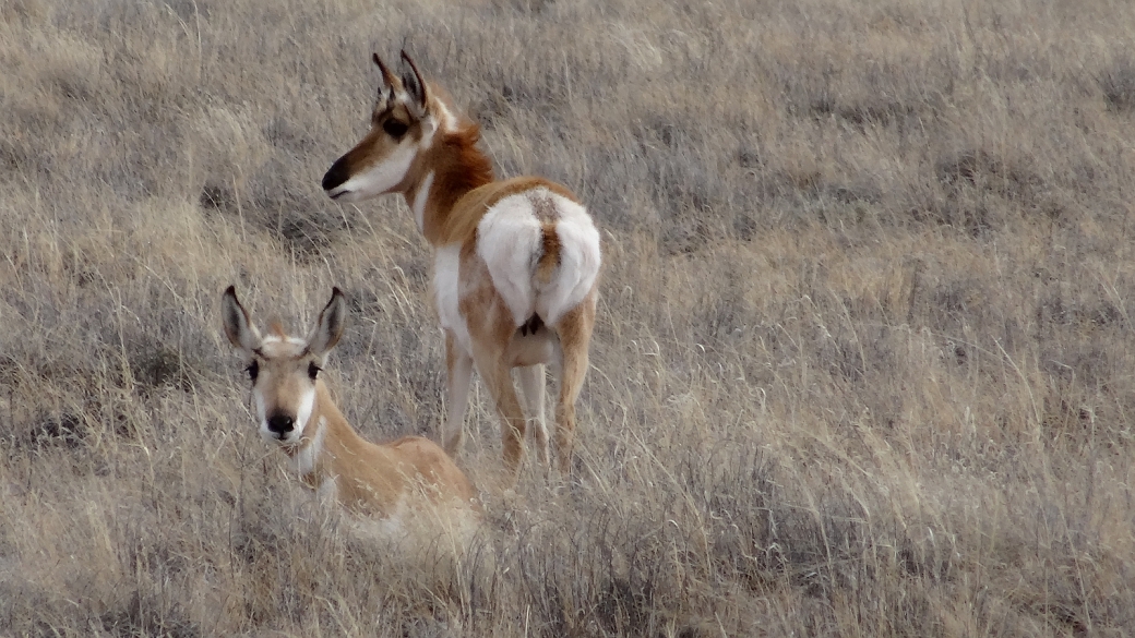 Trop adorables ces antilopes d'Amérique ou pronghorn, rencontrées à Petrified Forest National Park, Arizona.