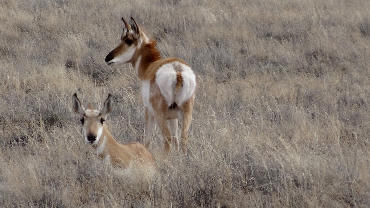 Pronghorn – Antilocapra Americana