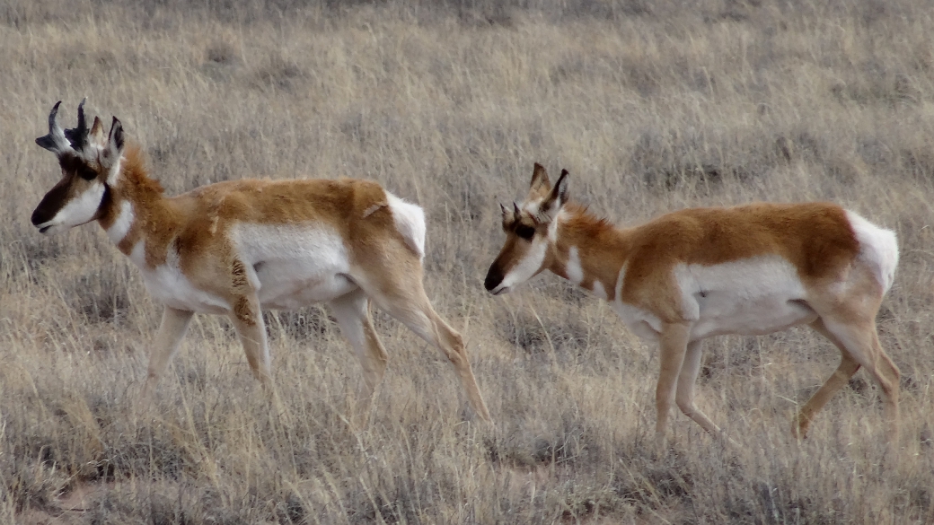 Pronghorn - Antilocapra Americana