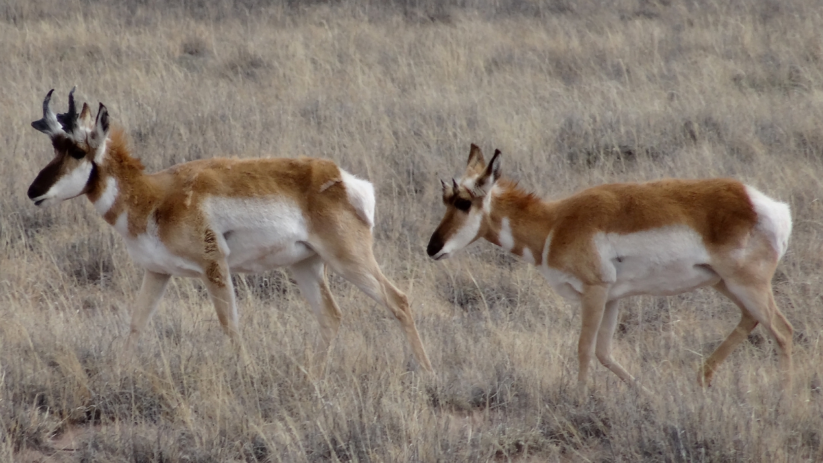 Pronghorn – Antilocapra Americana