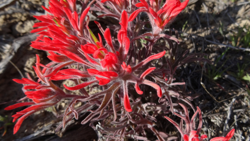 Desert Paintbrush - Castilleja Chromosa