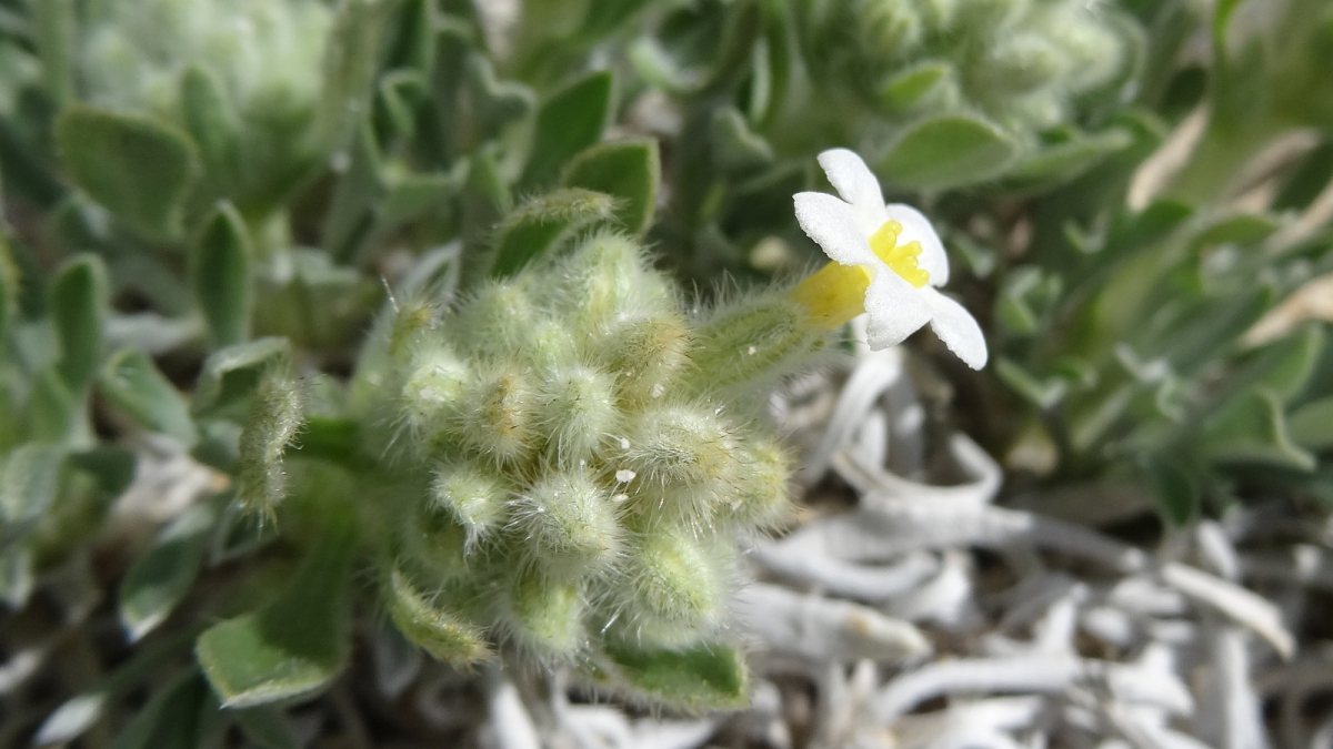 Yellow-eye Cryptanth – Cryptantha Flavoculata