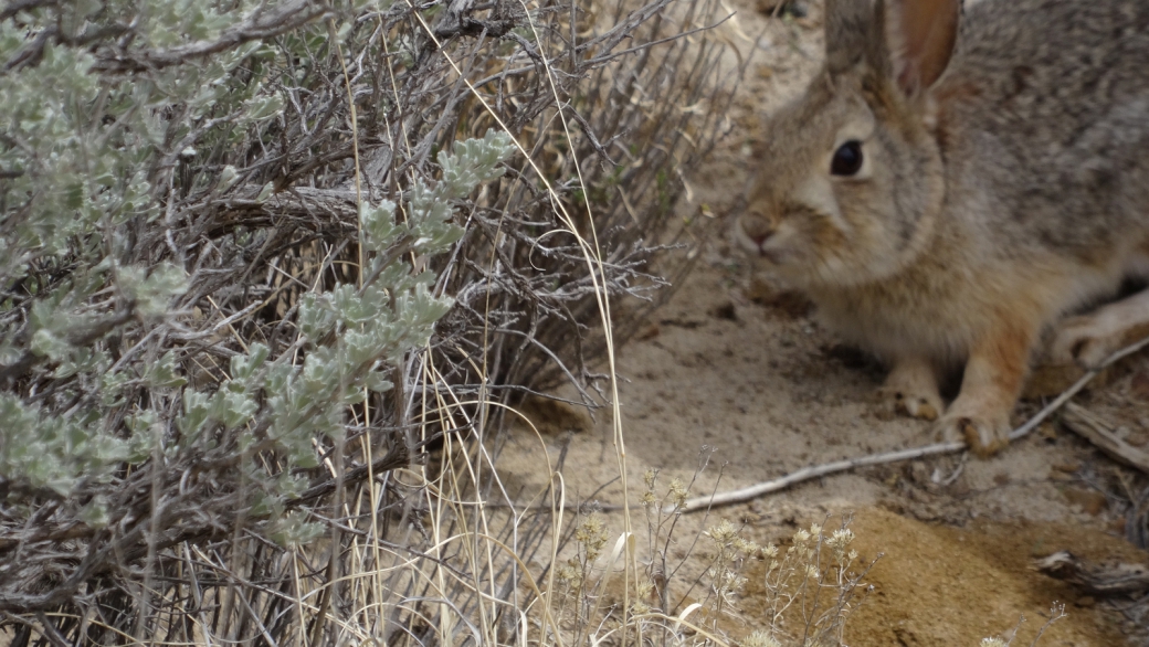 Cottontail Rabbit - Sylvilagus