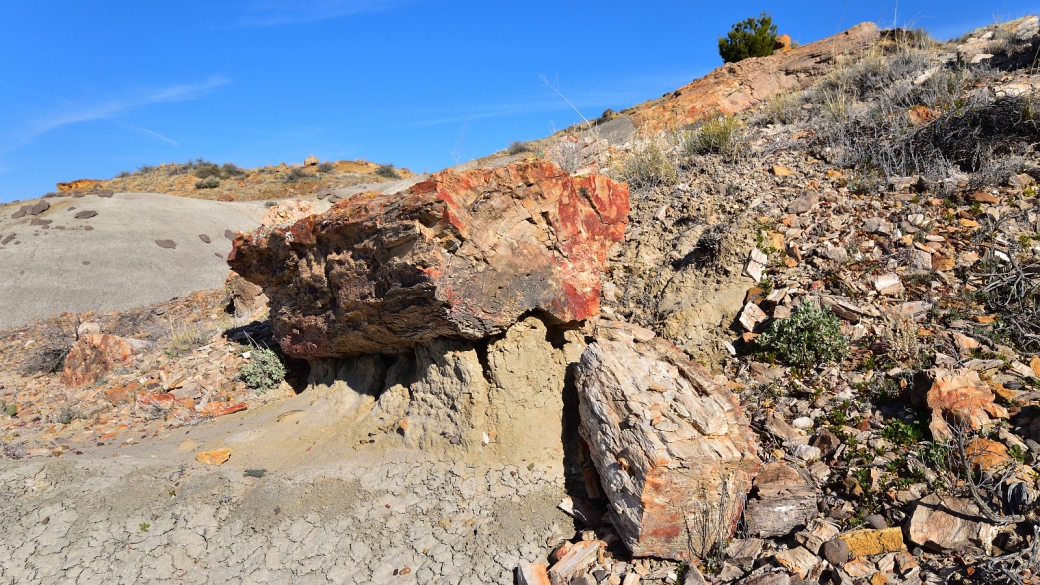 Joli tronc pétrifié à De-Na-Zin Wilderness, près de Bloomfield, au Nouveau-Mexique.