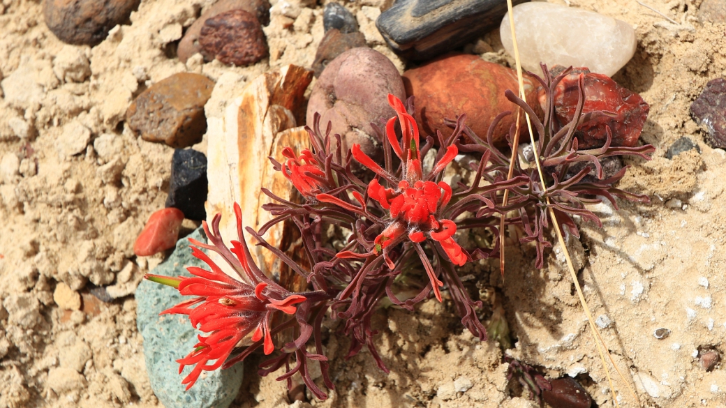 Desert Paintbrush - Castilleja Chromosa