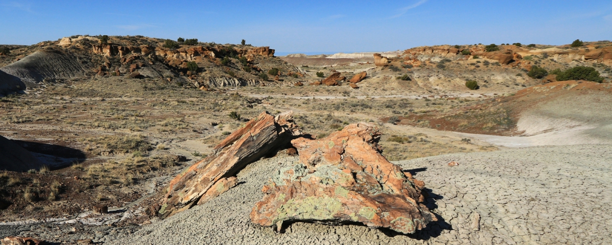 Troncs pétrifiés à De-Na-Zin Wilderness, près de Bloomfield, Nouveau-Mexique.