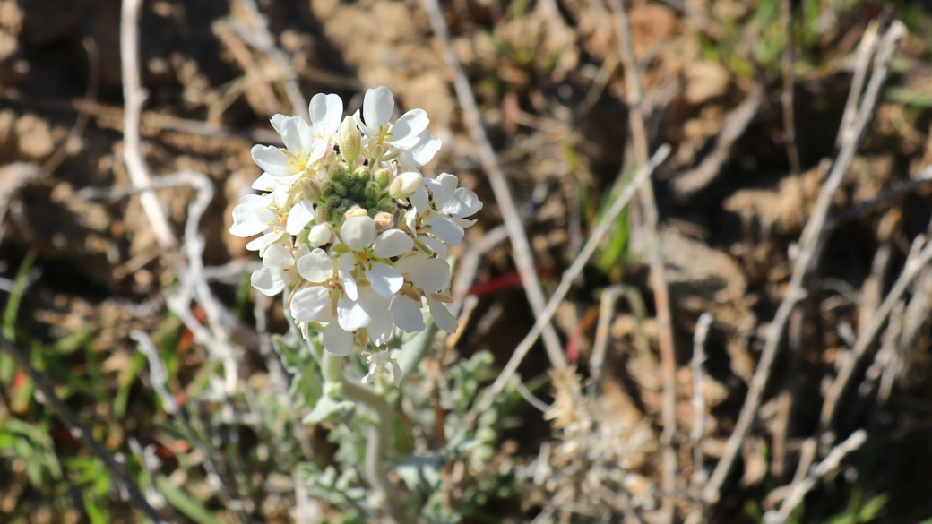 Spectacle Pod - Dimorphocarpa Wislizeni