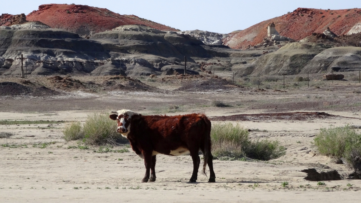 Bisti Wilderness Area – New Mexico