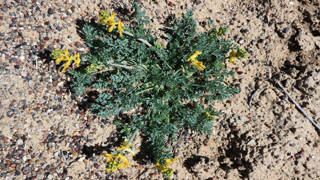 Golden Corydalis - Corydalis Aurea