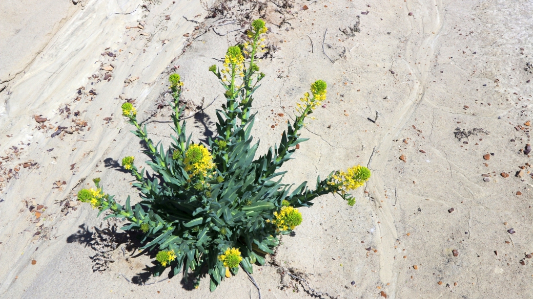 Western Wallflower - Erysimum Asperum