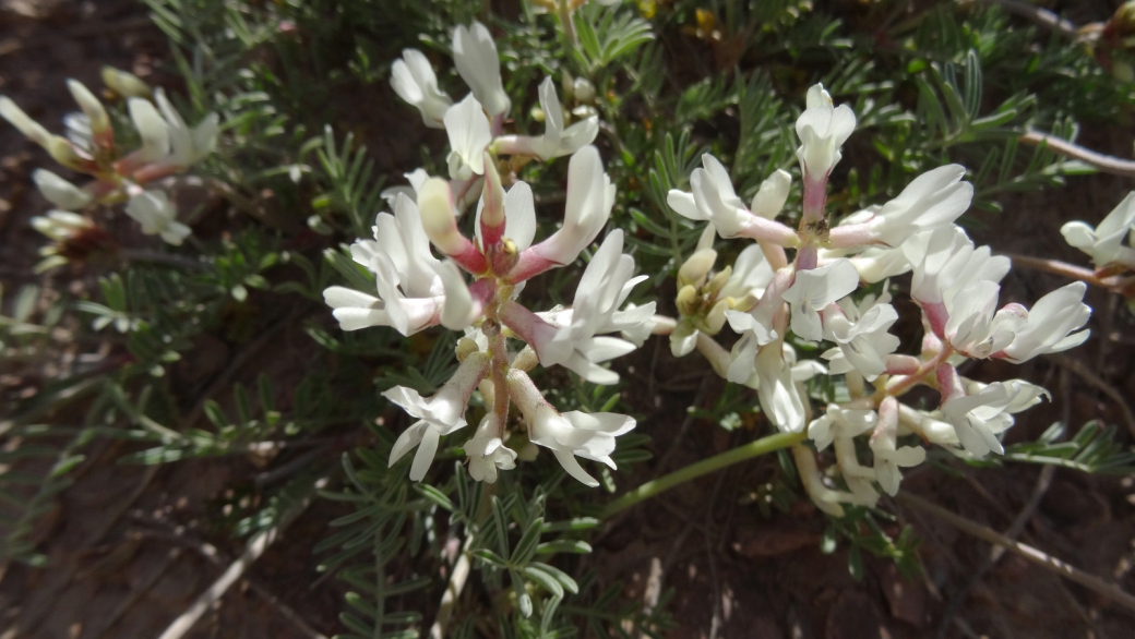 Silky Locoweed - Oxytropis Sericea