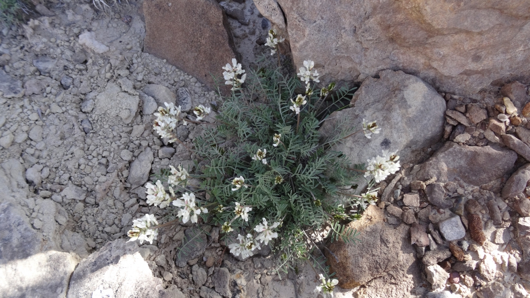 Silky Locoweed - Oxytropis Sericea