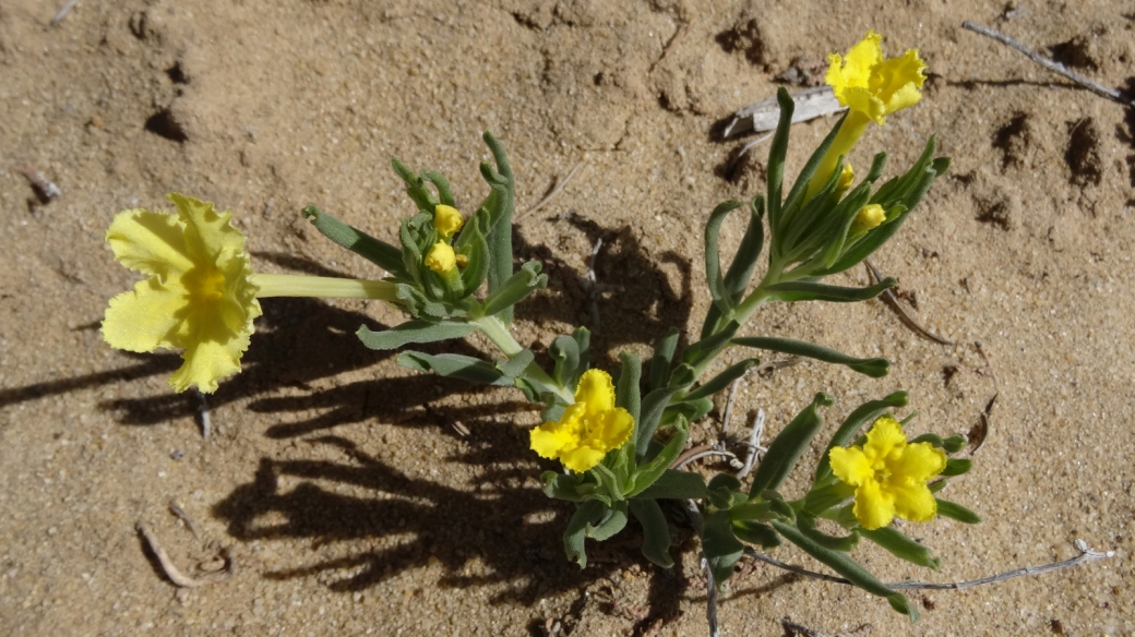 Showy Stoneseed - Lithospermum Incisum