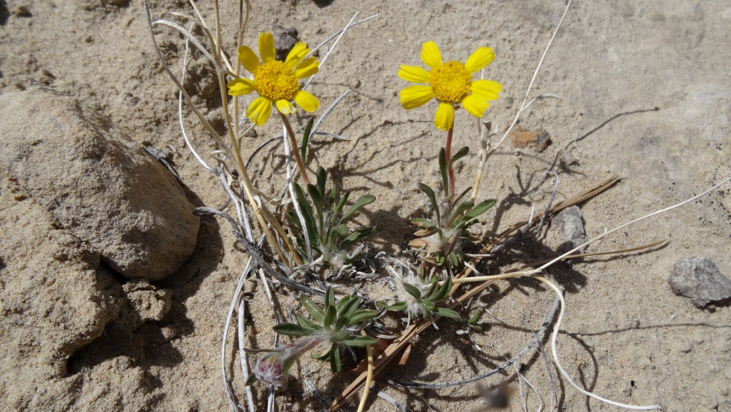 Four-Nerve Daisy - Tetraneuris argentea