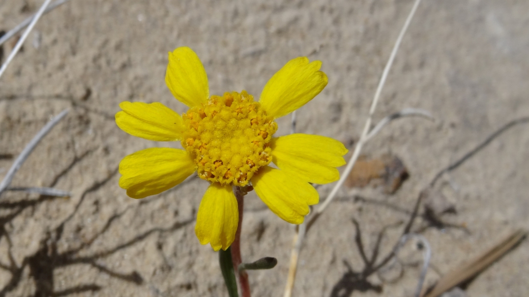 Four-Nerve Daisy - Tetraneuris Argentea