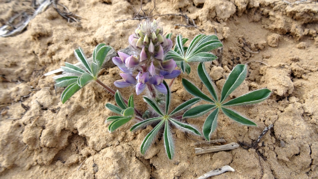 Dwarf Lupine - Lupinus Caespitosus