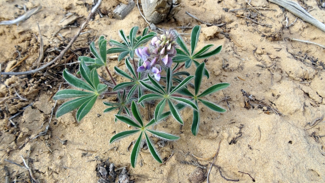 Dwarf Lupine - Lupinus Caespitosus