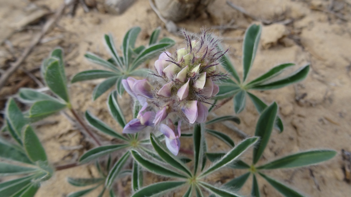 Dwarf Lupine – Lupinus Caespitosus