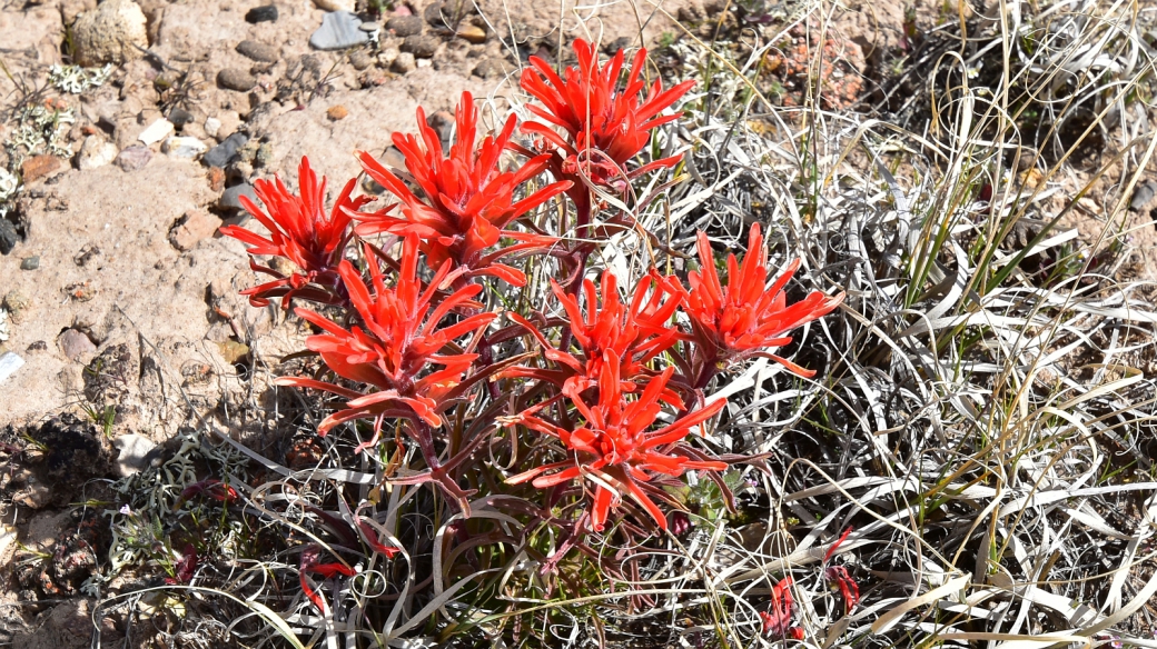 Desert Paintbrush - Castilleja Chromosa