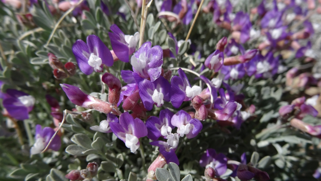 Short's Milkvetch - Astragalus Shortianus