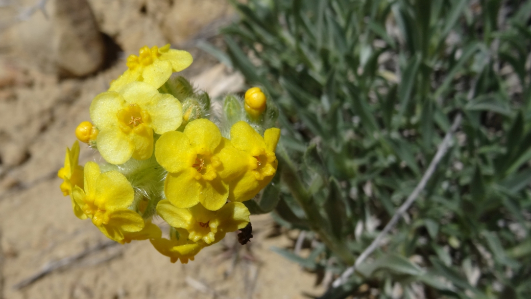 Brenda's Yellow Cryptantha - Cryptantha Flava