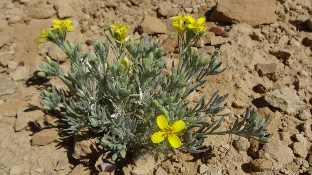 Mid-Bladderpod - Physaria Intermedia