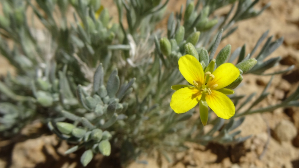 Mid-Bladderpod - Physaria Intermedia