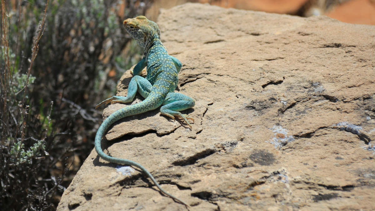 Eastern Collared Lizard (male) – Crotaphytus Collaris