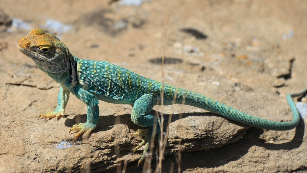 Eastern Collared Lizard (male) - Crotaphytus Collaris