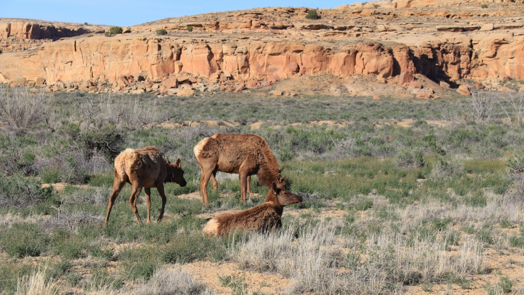 Elk - Cervus Canadensis