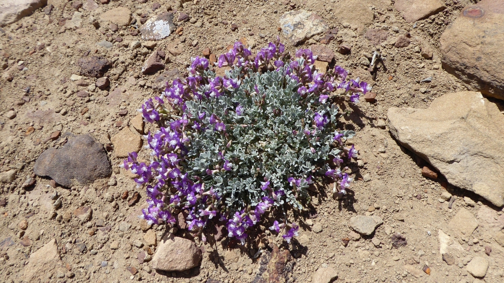 Short's Milkvetch - Astragalus Shortianus